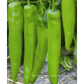 HP20 Sendu F1 hybrid hot pepper/chilli seeds in vegetable seeds